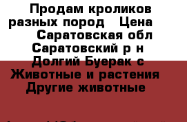 Продам кроликов разных пород › Цена ­ 200 - Саратовская обл., Саратовский р-н, Долгий Буерак с. Животные и растения » Другие животные   